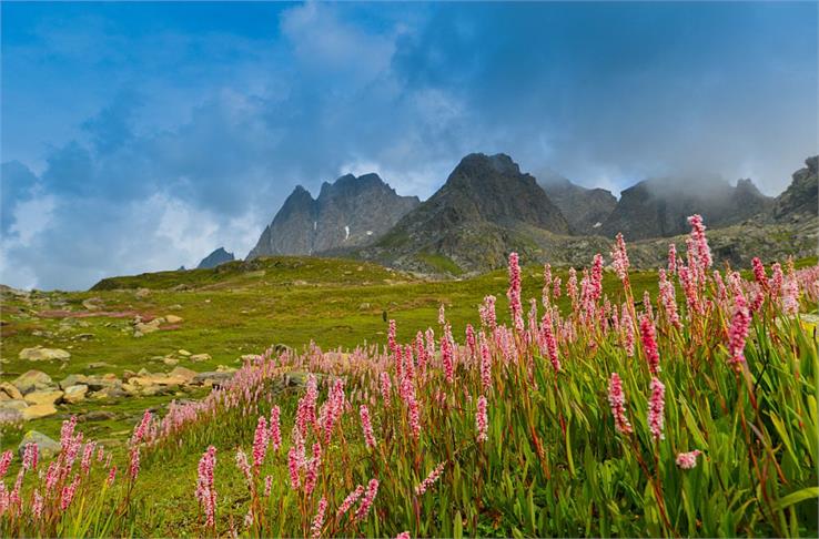 flowers valley